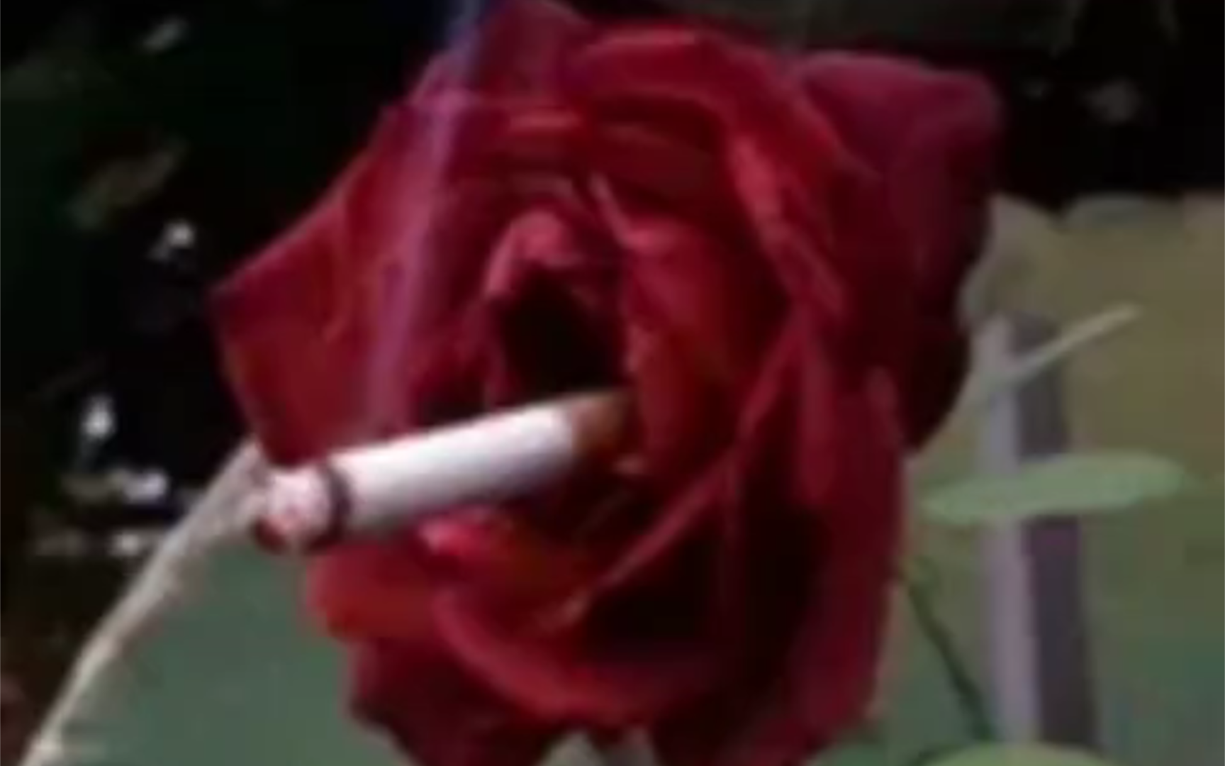 我是午夜伤心的玫瑰