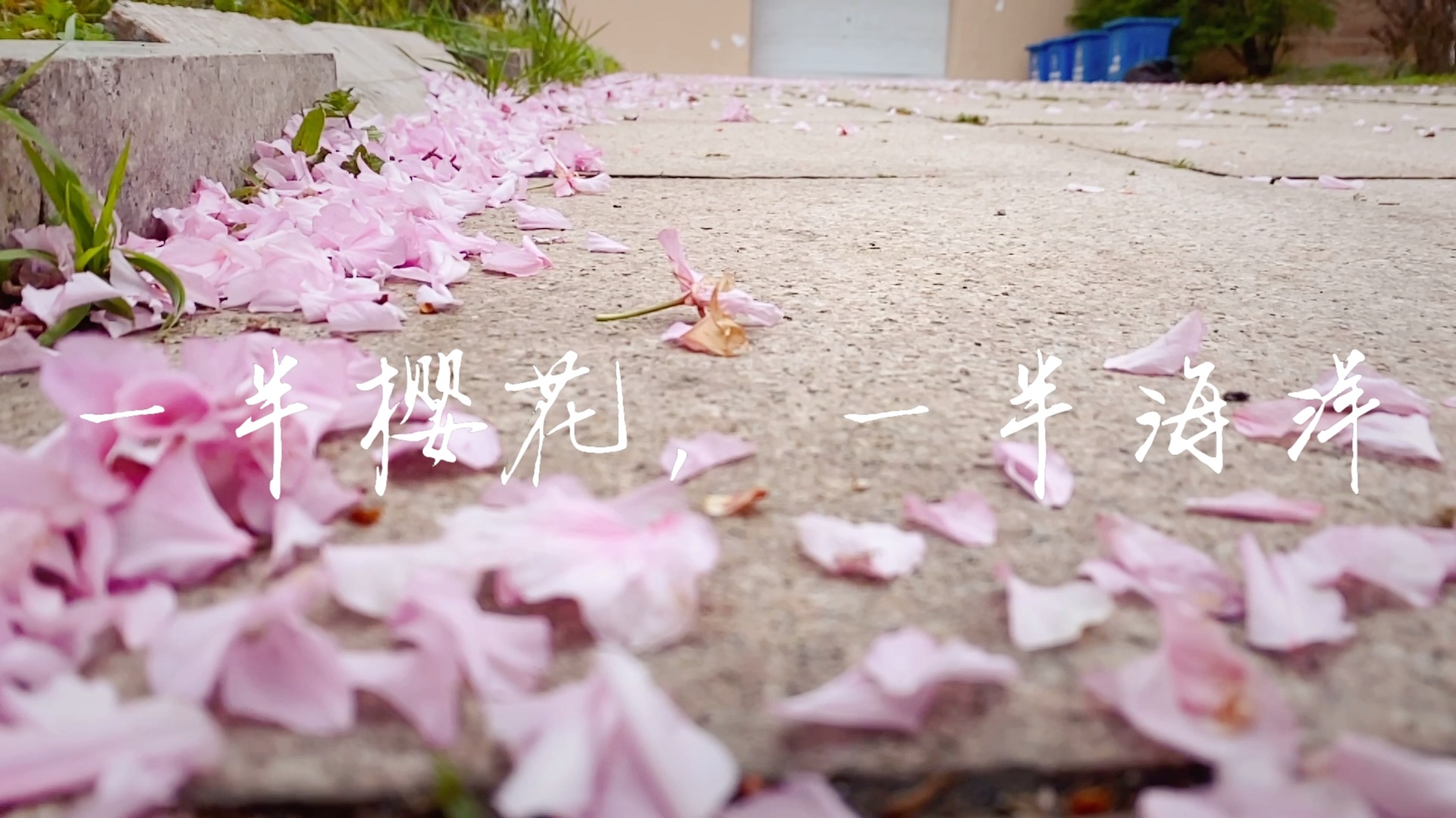 [图]【一半樱花·一半海洋】风儿吹散了雨后的樱花