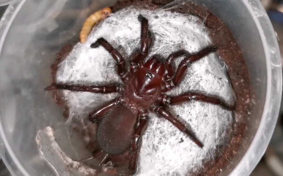 几个产地的几只红牙的捕食小合集