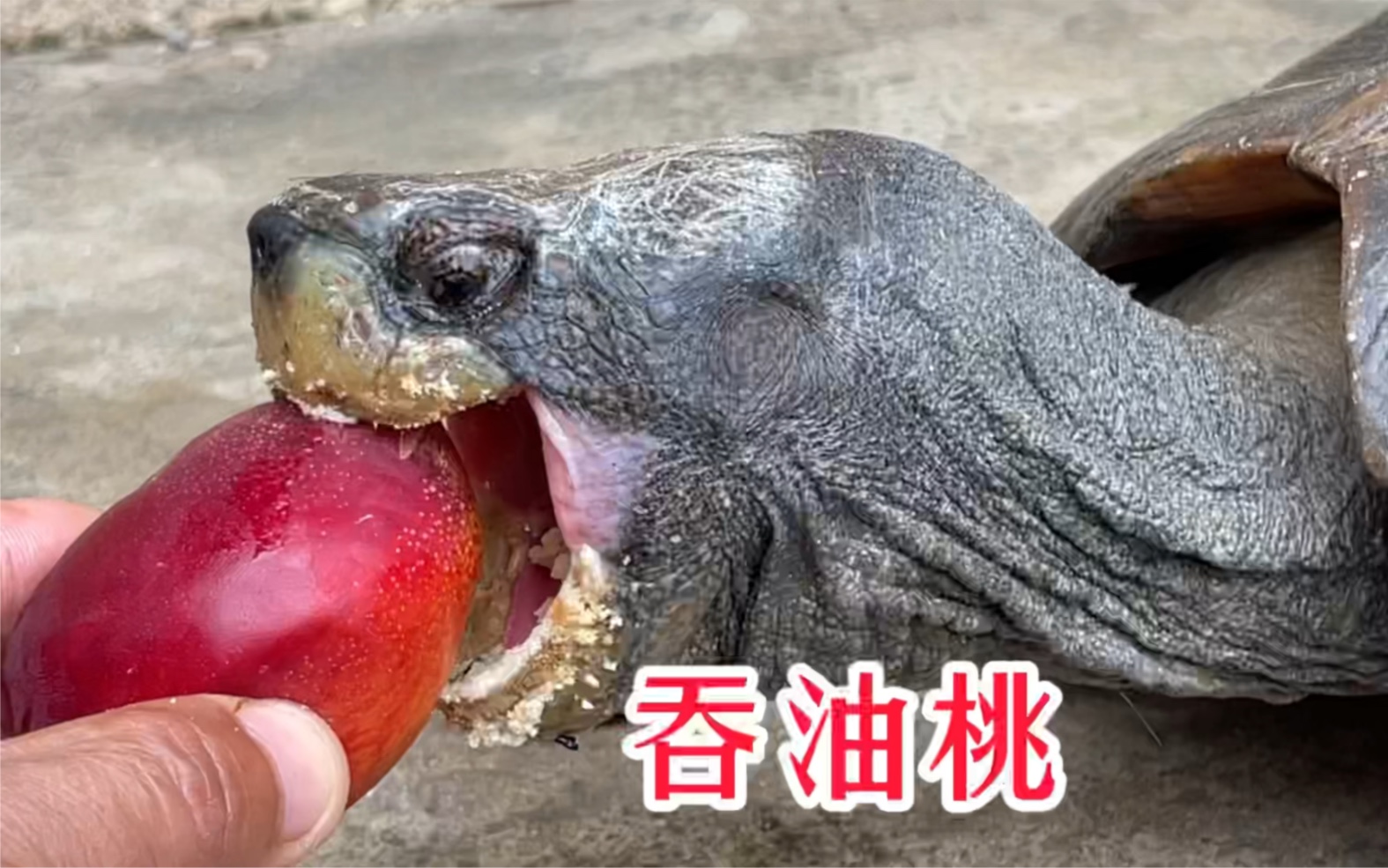 巨无霸亚巨，这样的大龟你见过吗？一分钟吞两个油桃！_哔哩哔哩_bilibili