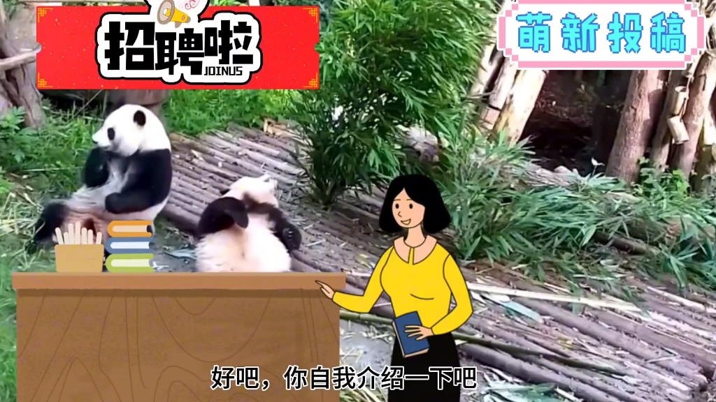 花花:公司招人啦,有来应聘的吗?#熊猫花花哔哩哔哩bilibili