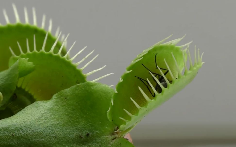 植物仿生学的例子图片图片