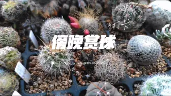 Descargar video: 【第452期】傍晚欣赏仙人球