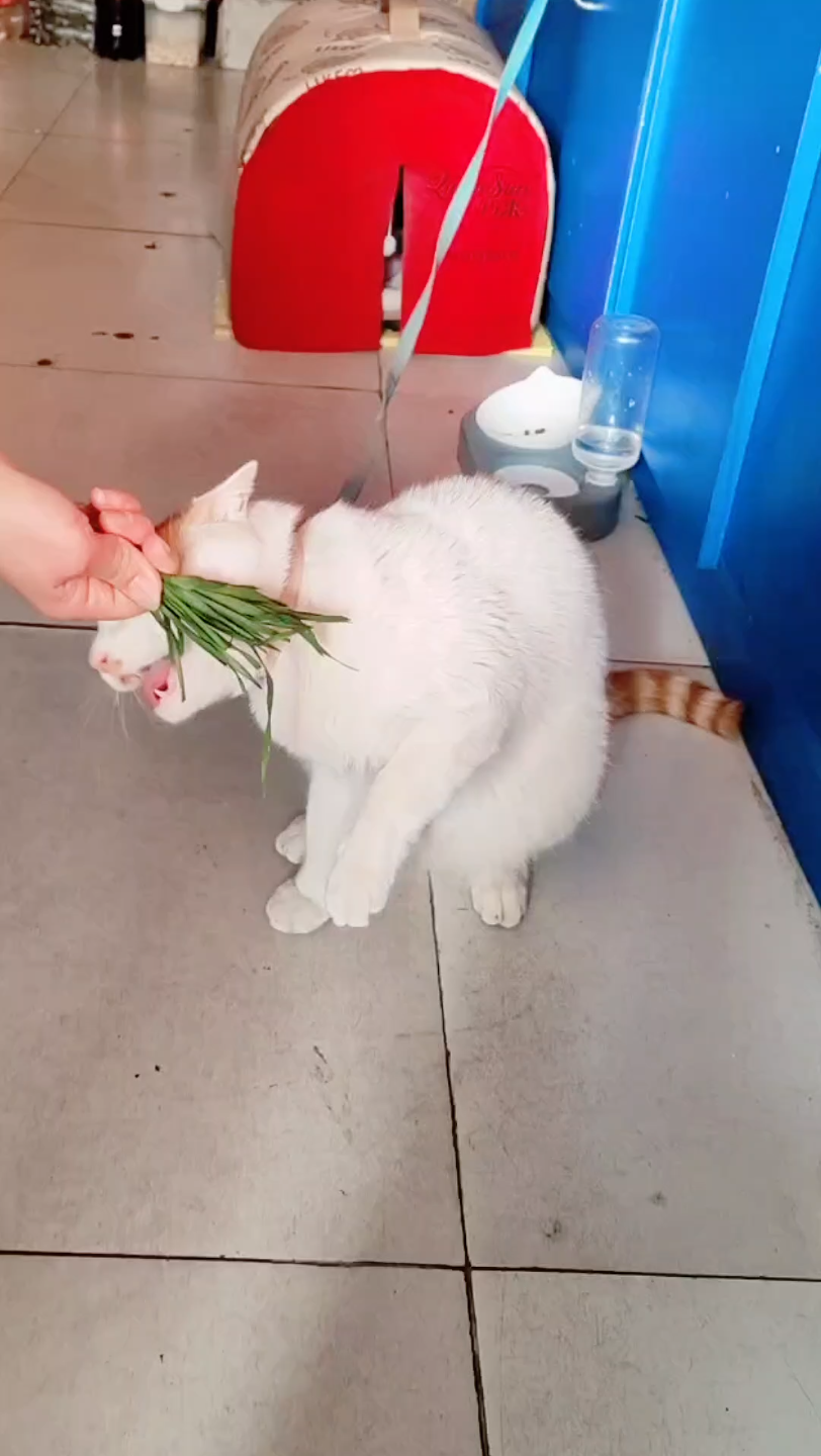 猫草哔哩哔哩bilibili