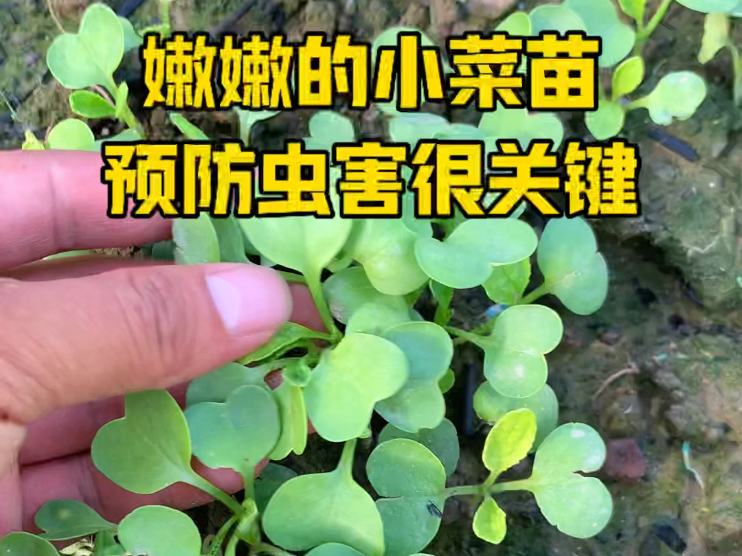 防虫颗粒 播种的蔬菜出苗一大片,你可别以为有菜吃了,要抓紧做#跳甲虫防治 ,可以用#防虫颗粒 撒一撒哔哩哔哩bilibili