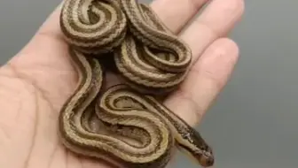 三线锦蛇 哔哩哔哩 Bilibili