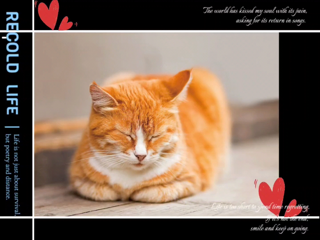 100种小动物图鉴##5