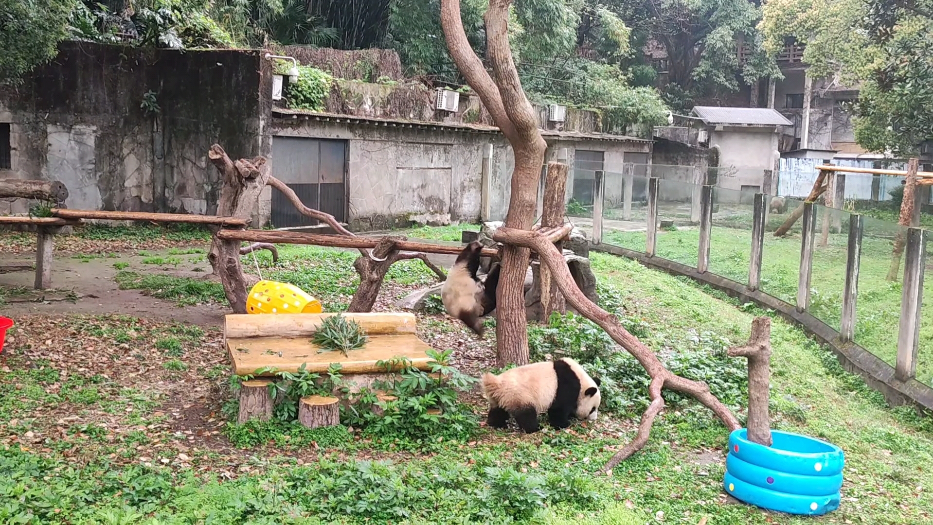 重慶動物園的國寶大熊貓.2023年3月18日.