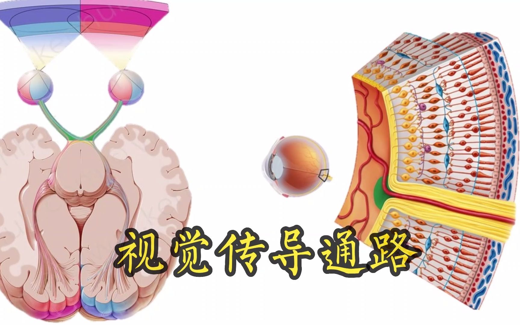 [图]视觉是怎么产生的（视觉传导通路）