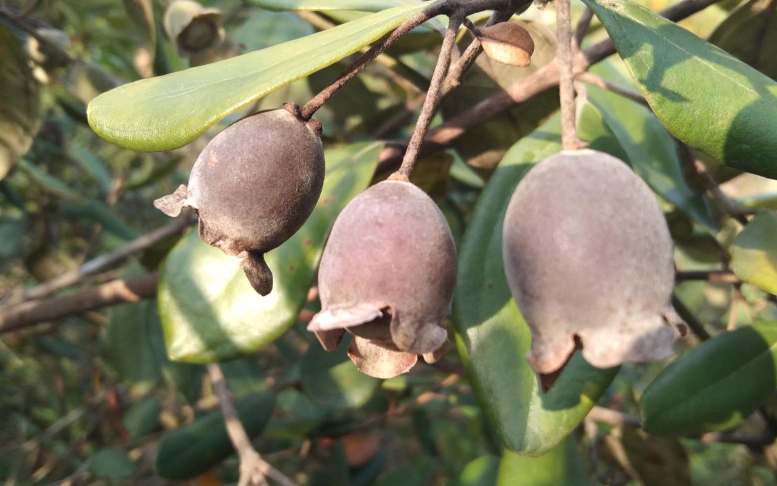 山上的《桃金娘》成熟了,满山遍野的野果,可以吃也可以泡酒