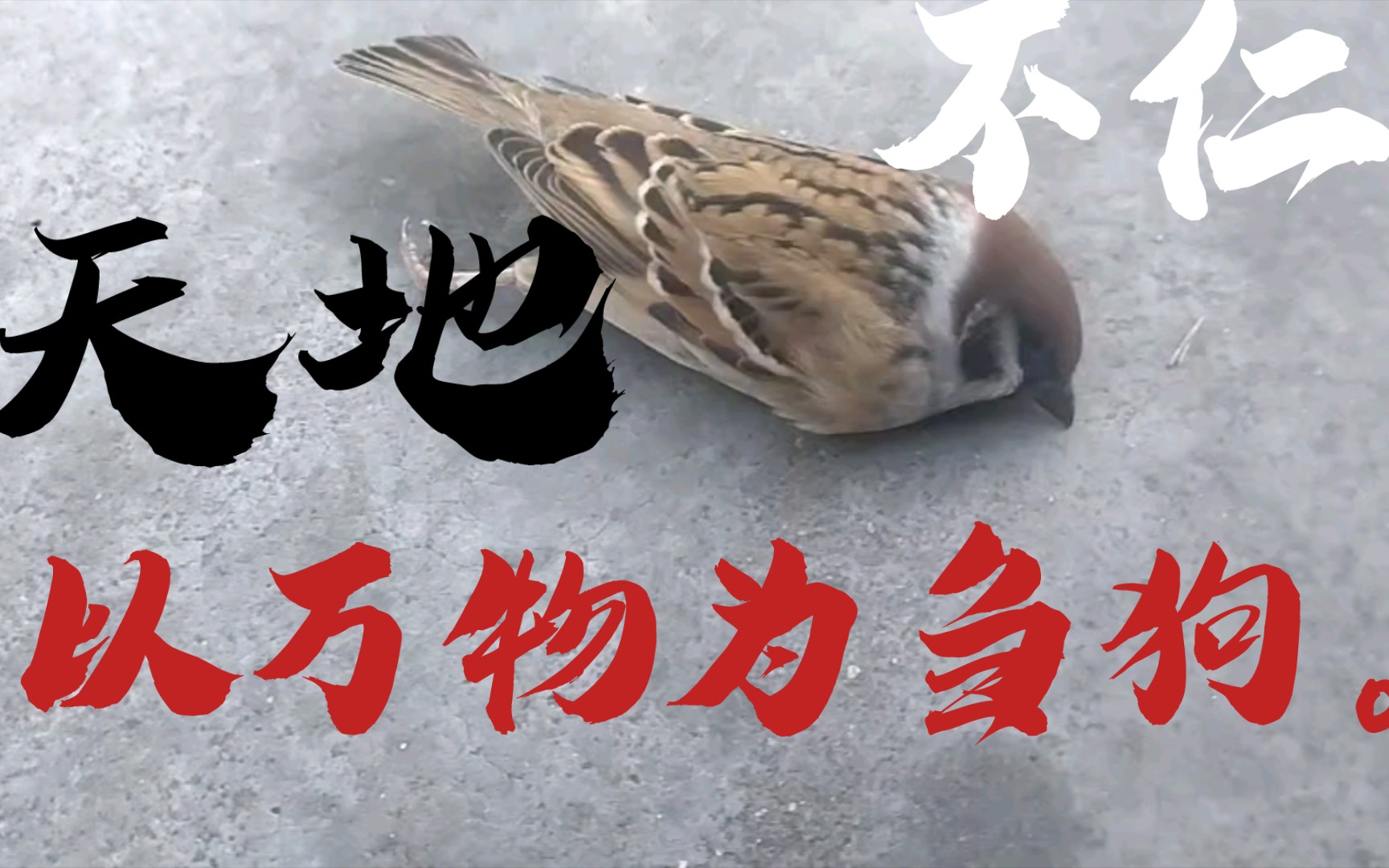 天地不仁,以万物为刍狗.