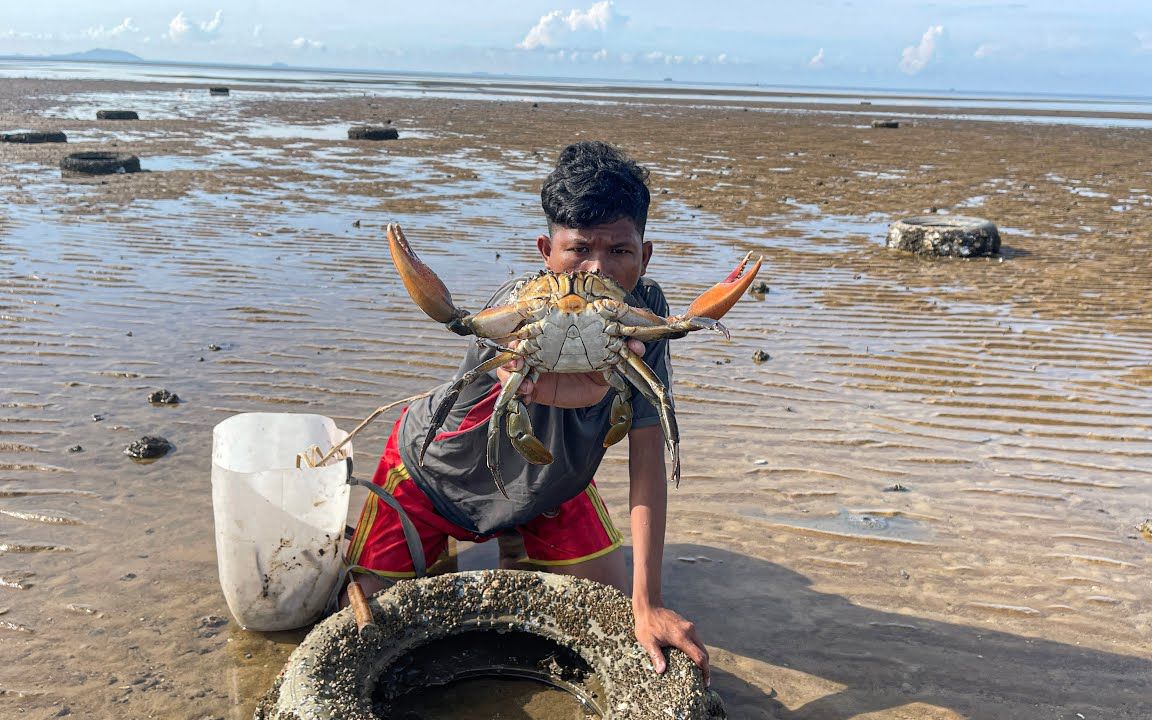 国外赶海抓青蟹,菲律宾当地红树林抓螃蟹,东南亚泥蟹个头真大