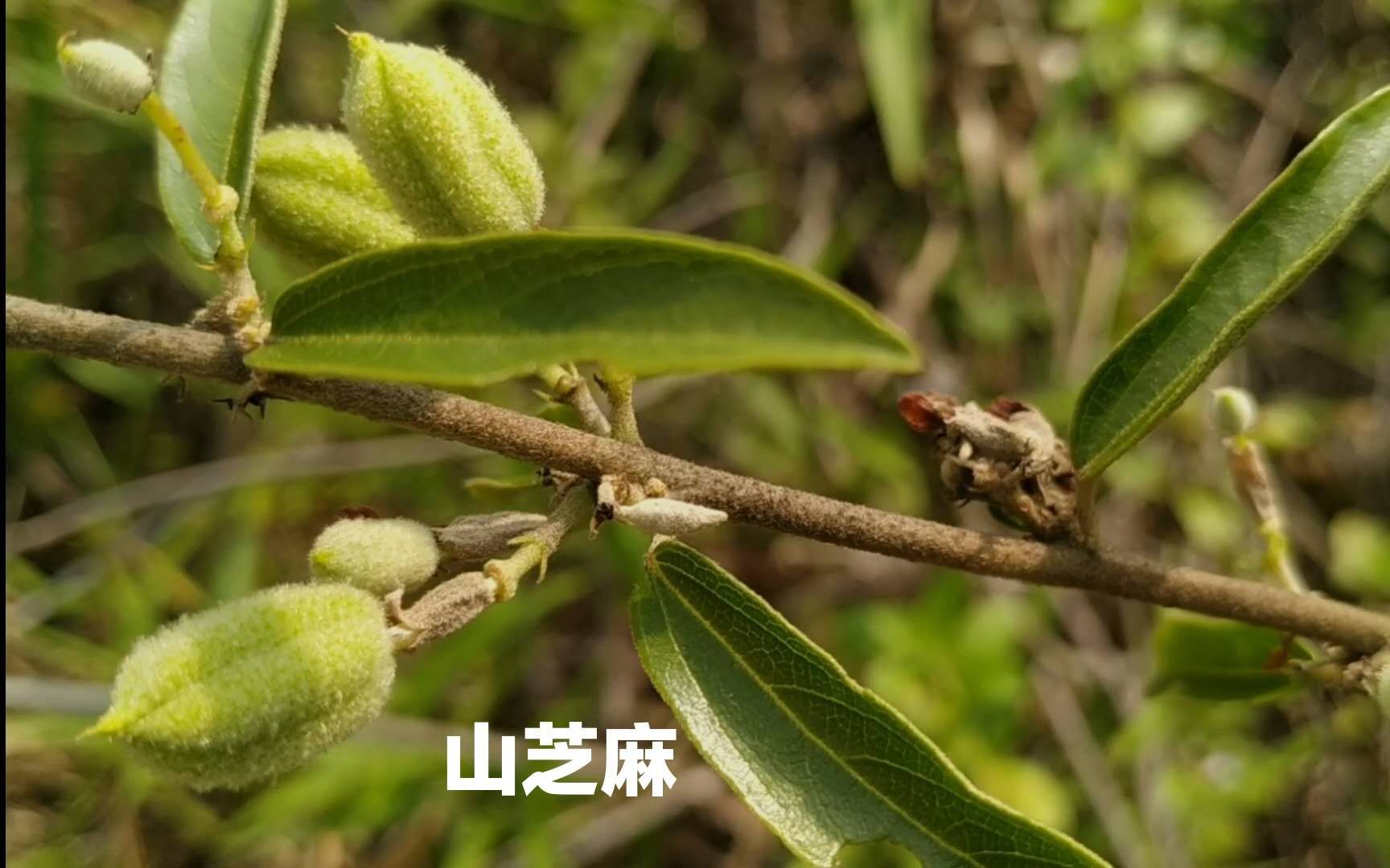 山芝麻图片 功效图片