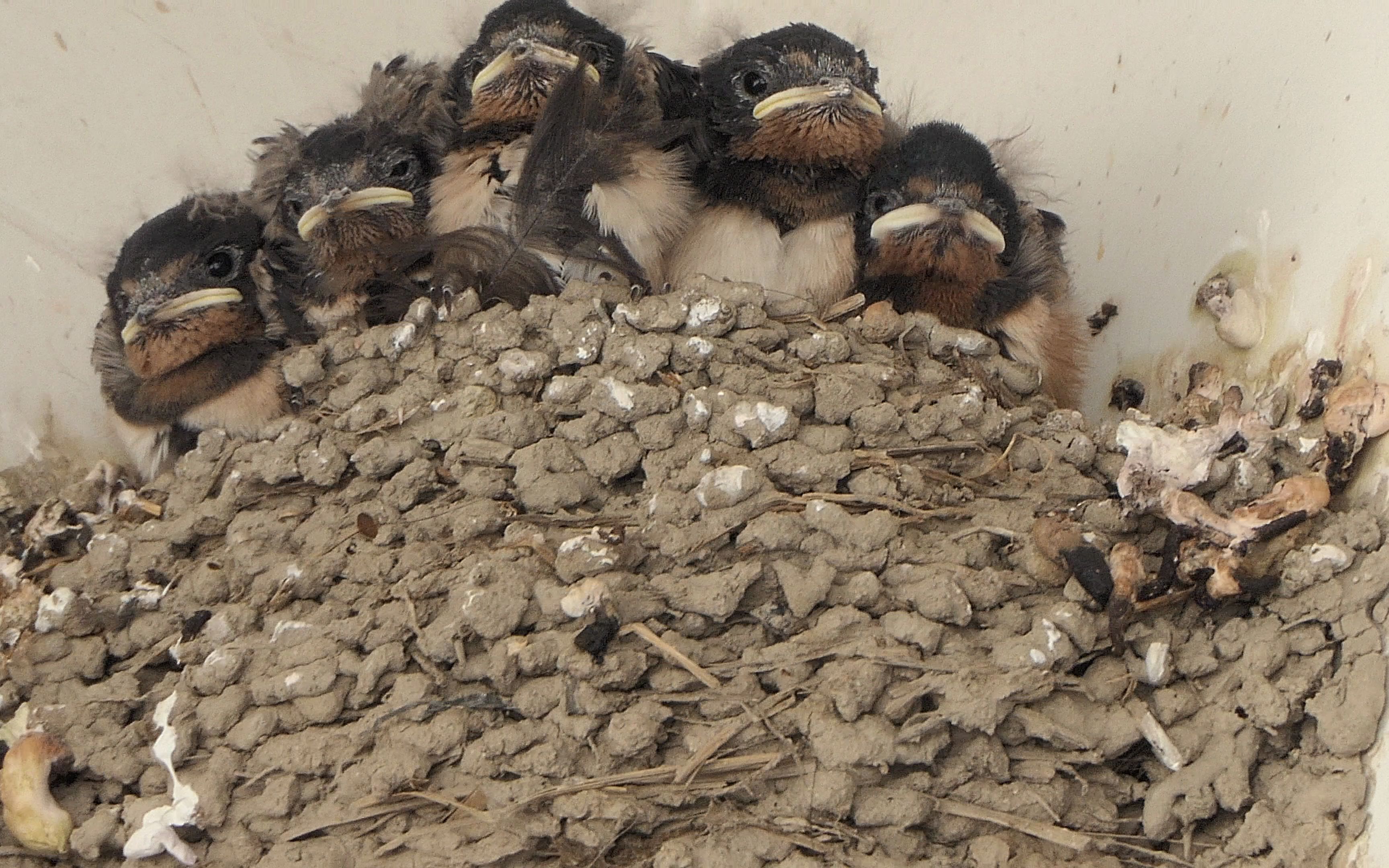 今天的燕子宝宝们!