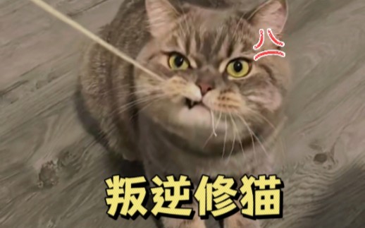 [图]【搞笑一分钟】养猫劝退指南