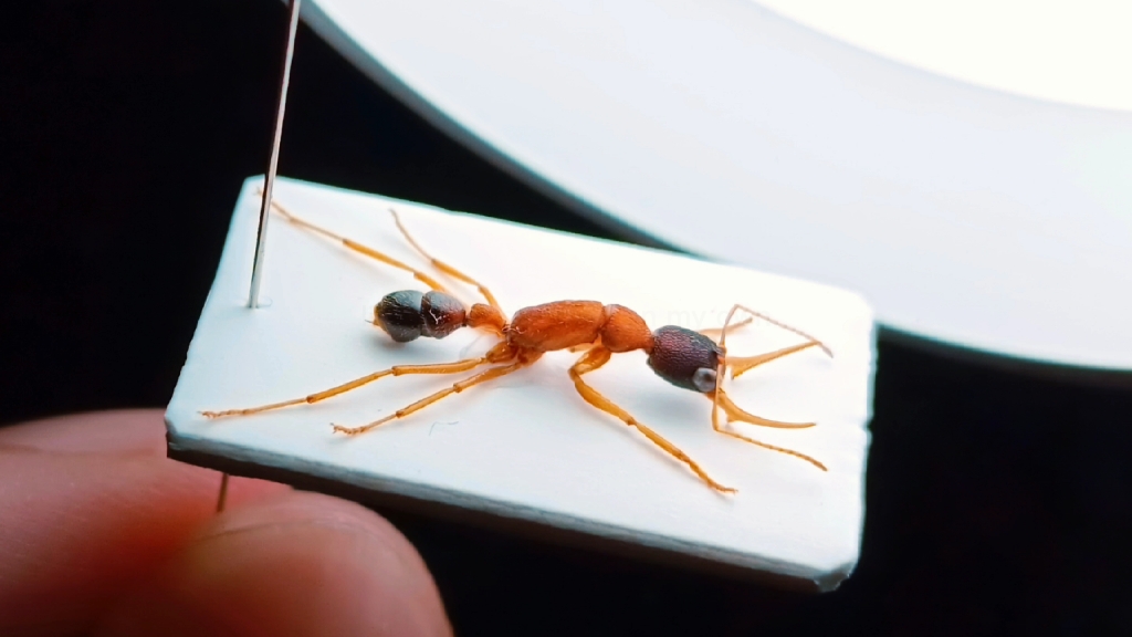 跳镰猛蚁harpegnathossaltator平常说的舞镰猛蚁印度跳蚁黄金猎镰阿三