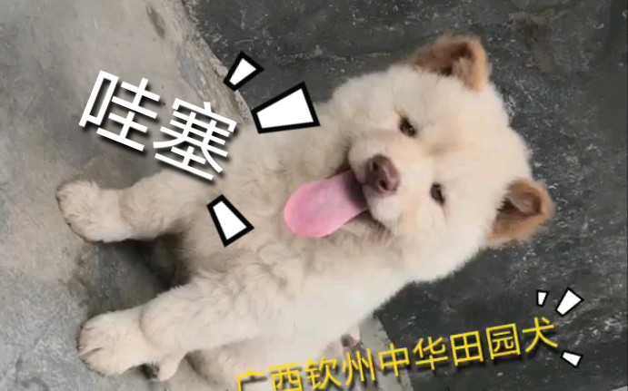 【中华田园犬】纯种广西钦州中华田犬 绒毛狮子狗 好的土狗越来越少了 家养小狗选眼睛圆圆的 黏人哔哩哔哩bilibili