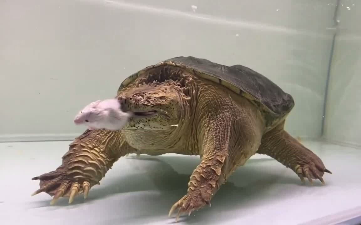 佛鳄龟吃老鼠