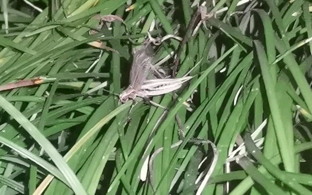 终于拍到了草丛中振翅鸣叫的云斑金蟋,声音如铃声般清脆