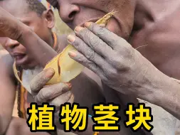 Download Video: 哈扎比人食用植物茎块，像是在吃甘蔗！