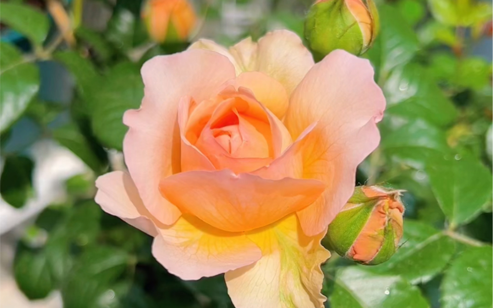 升级版真宙,30多度高温开的还不错91#卡普里月季 #阳台月季 #随手拍