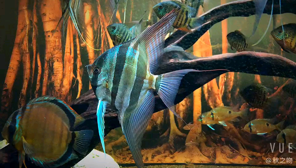 活动作品《埃及神仙鱼》分享