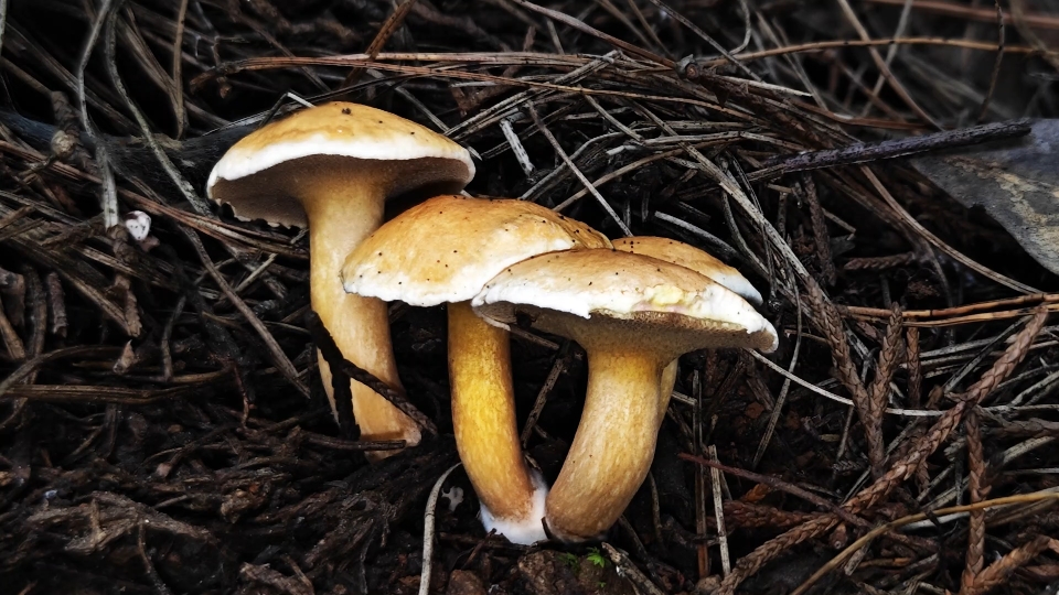 松林乳牛肝菌 suillus pinetorum——摄于昆明新桥村
