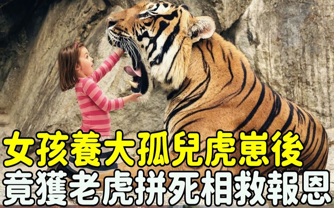 [图]濒死虎崽被女孩收养，长大后不仅报恩救女孩家人，还成为她的贴身保镖！