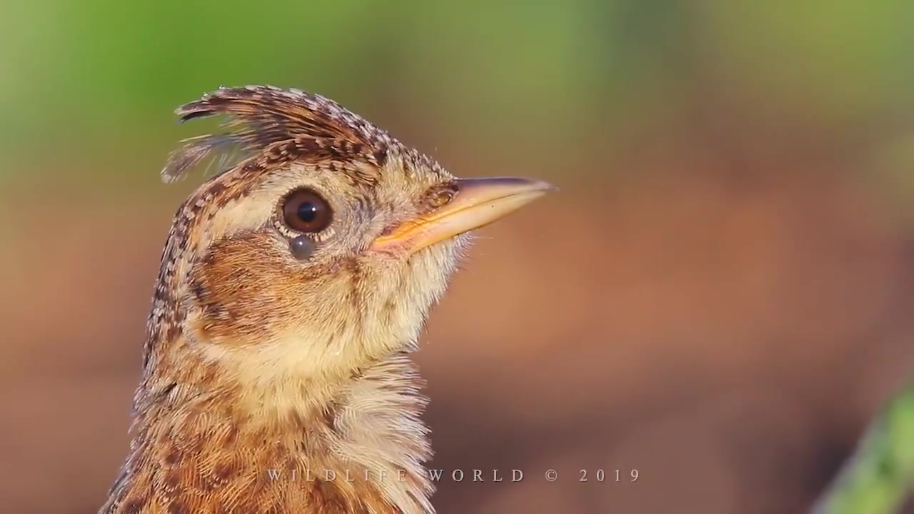 [图]百灵鸟的鸣叫