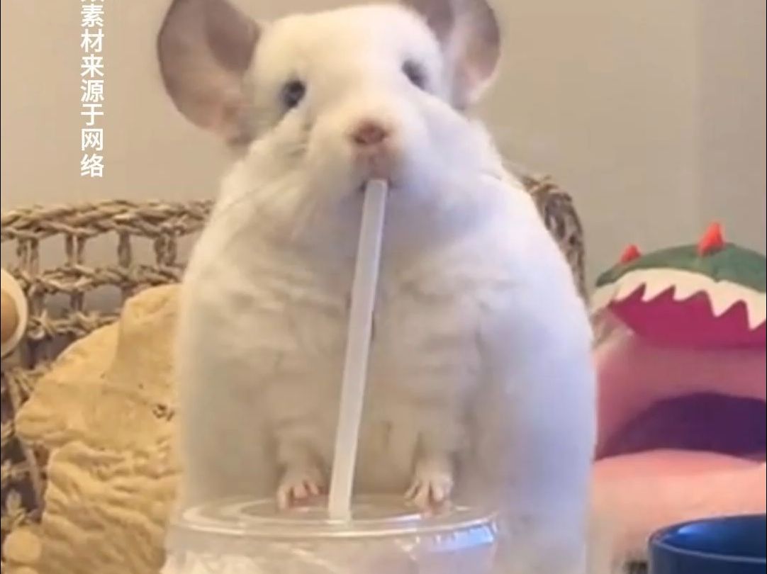 你家龙猫叫什么啊