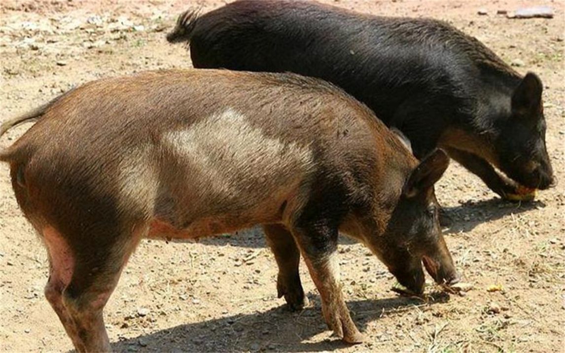 主人把家猪和野猪关在一起,意外发生了,镜头记录全过程