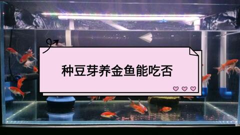 俯视一群水晶灵刚养金鱼泰狮锦鲤兰寿草金日常 哔哩哔哩 Bilibili
