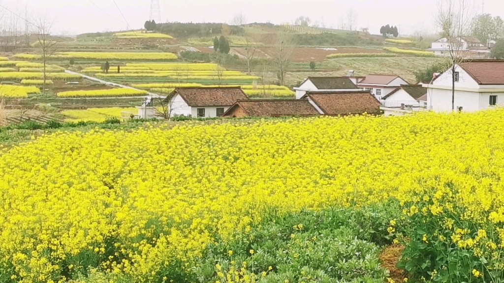 汉中汉台黄塘武乡的油菜花海怎么样