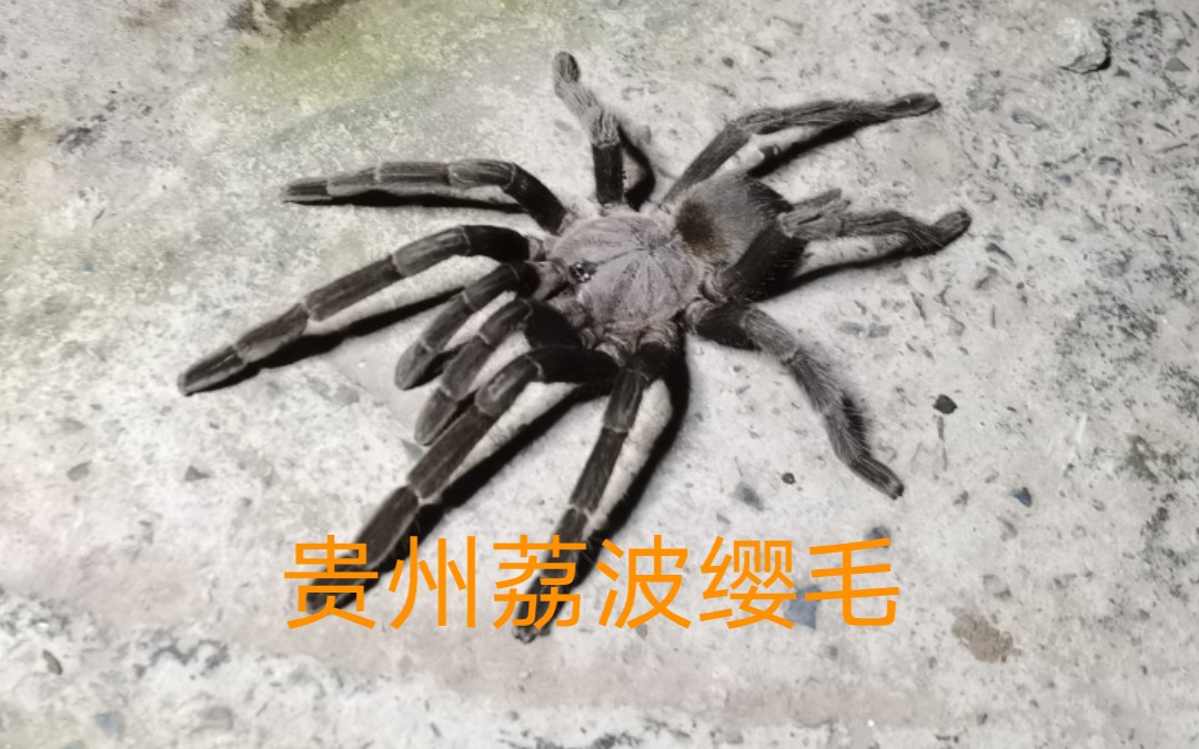 云南小伙vs野生捕鸟蛛疑似贵州荔波缨毛蛛,不讲武德极限操作