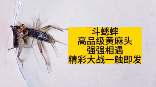 斗蟋蟀，高品级黄麻头，强强相遇，精彩大战一触即发！