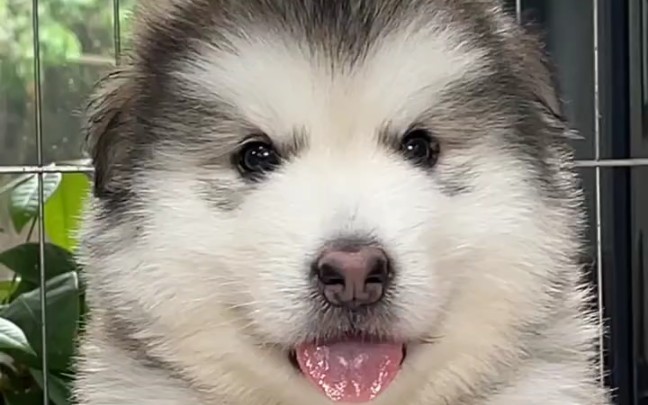 北京纯种灰桃阿拉斯加犬多少钱一只纯种熊版阿拉斯加幼犬价格