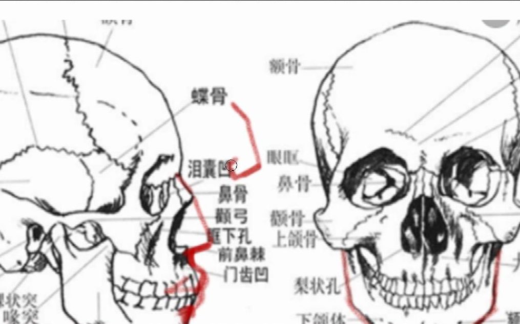 零基础入门教程:板绘绘画必学人体骨骼秘笈1哔哩哔哩bilibili