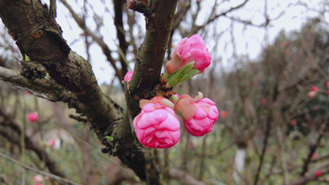 初春除了赏花还能干啥 22 03 04惊蛰前一天 哔哩哔哩 Bilibili 初春除了赏花还能干啥 22 03 04惊蛰前一天 哔哩哔哩 Bilibili