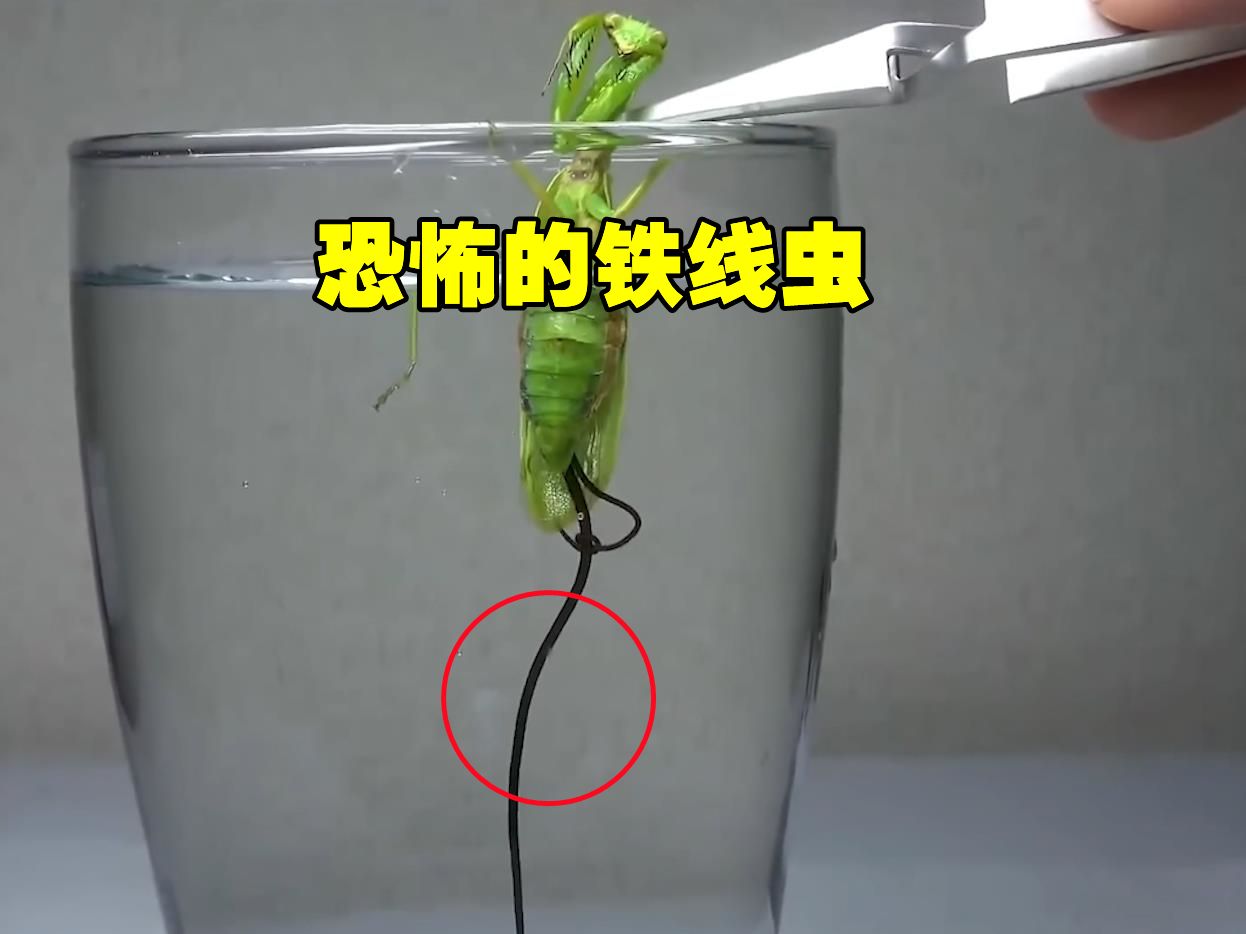 探秘铁线虫:生命力顽强到让人毛骨悚然