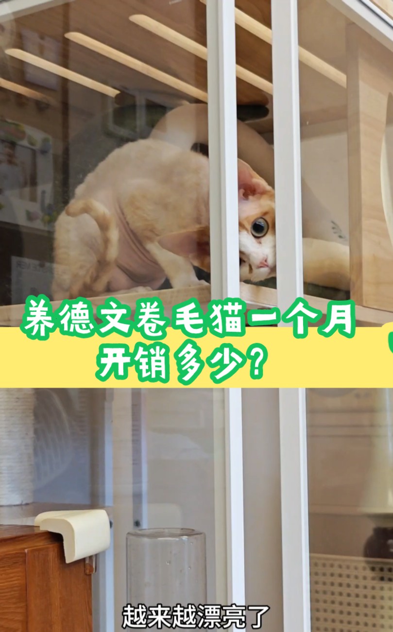 养德文卷毛猫一个月开销多少?哔哩哔哩bilibili