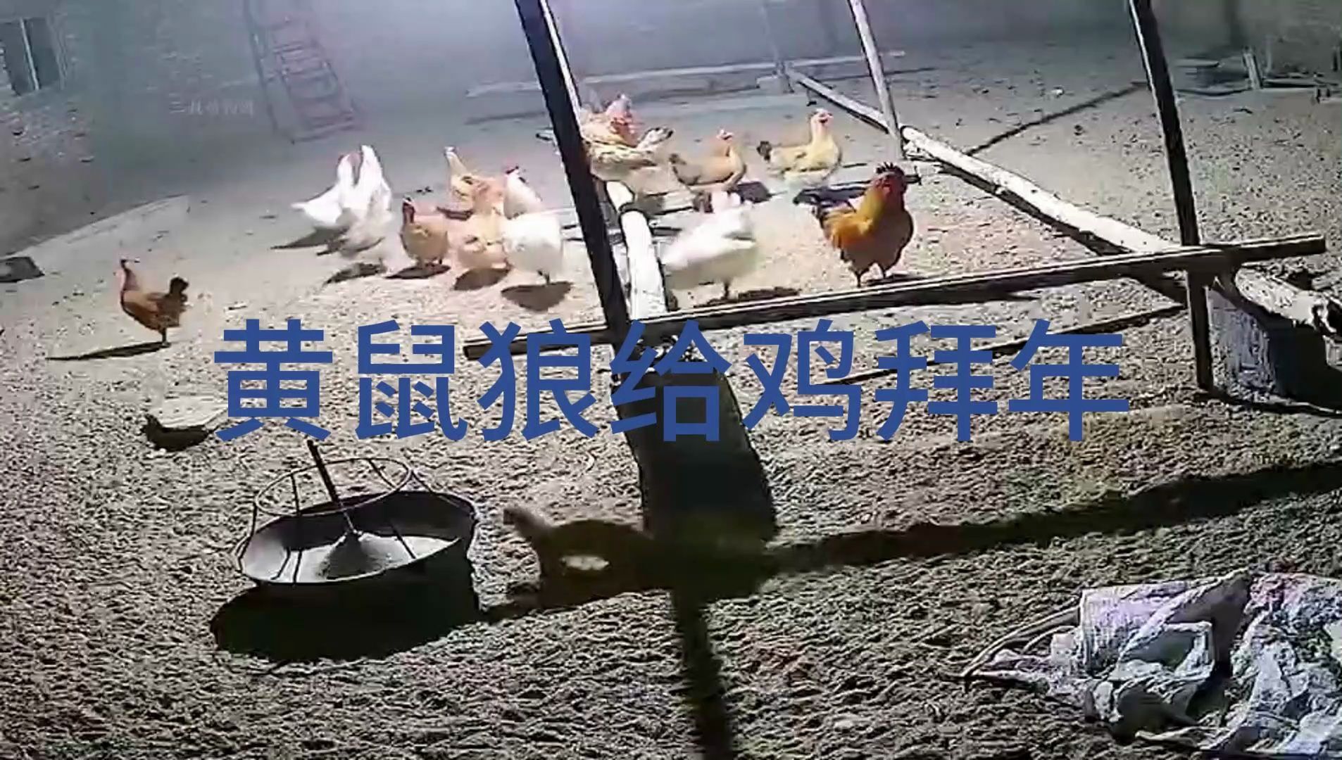 黄鼠狼给鸡拜年