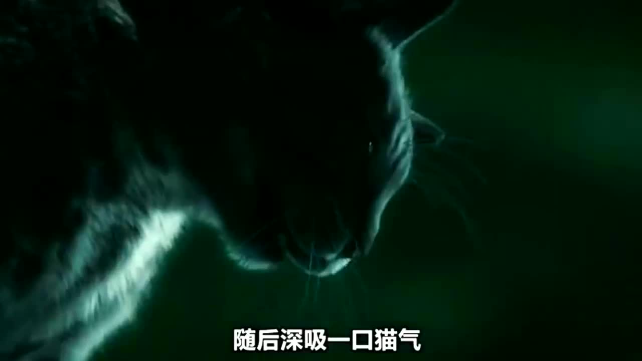 电影《猫女》:社畜摇身一变成猫女,飞檐走壁似猫咪!哔哩哔哩bilibili