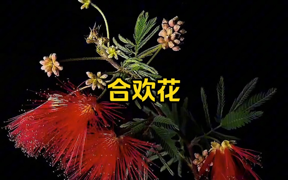 想问一下,合欢花的花语是哔哩哔哩bilibili