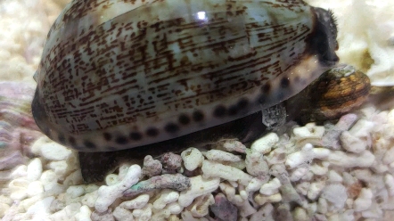 亚洲宝螺阿文绶贝