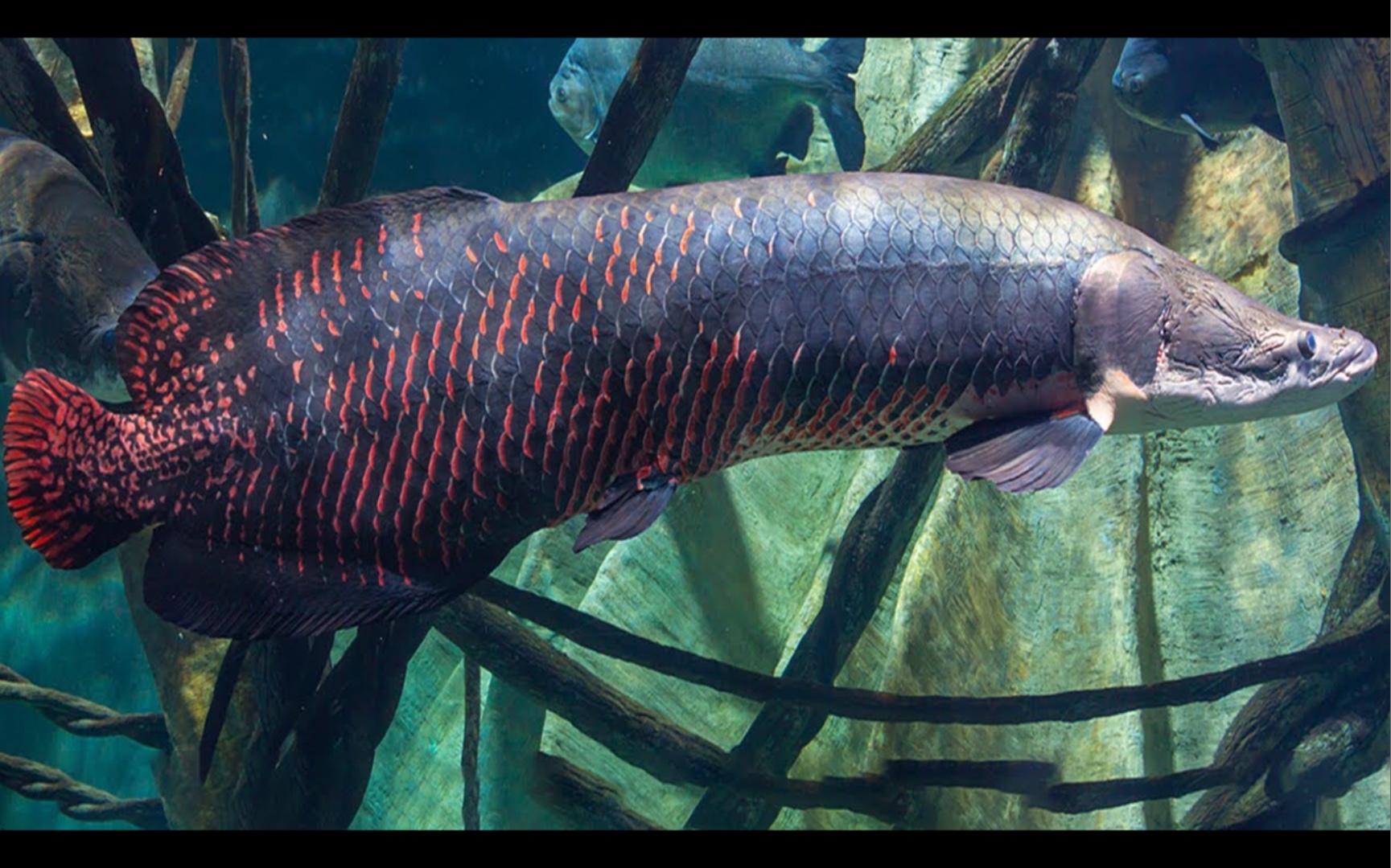 连食人鱼都不敢招惹的鱼类:巨骨舌鱼
