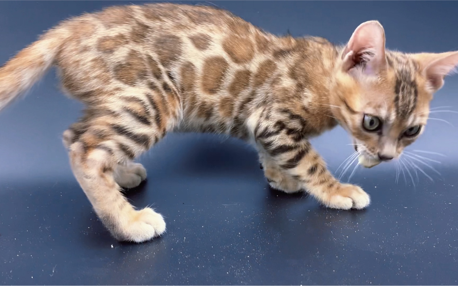 孟加拉豹猫金豹小帅哥_哔哩哔哩_bilibili