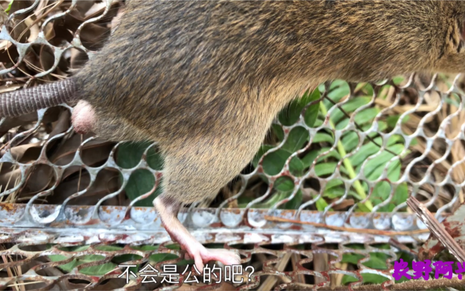 你们说这老鼠是公的还是母的老鼠尾部这里还有一个疙瘩