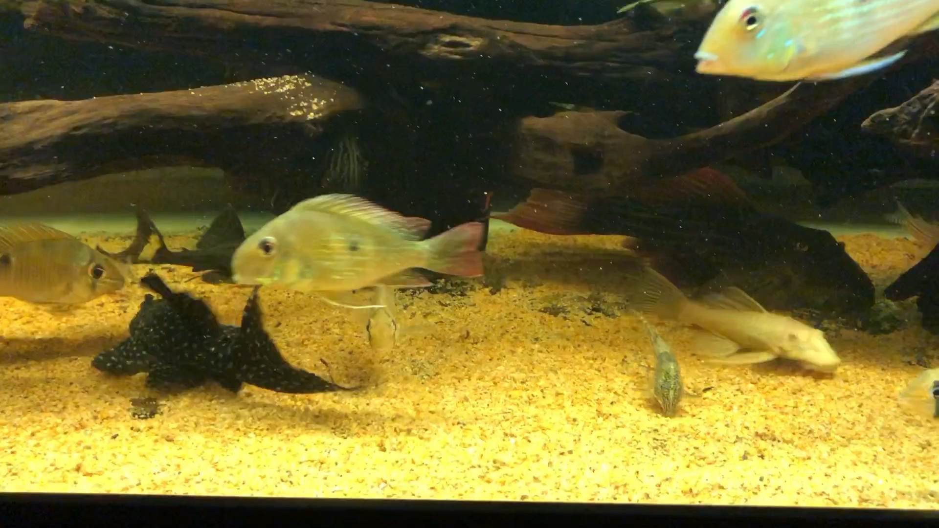 异型食土鲷混养