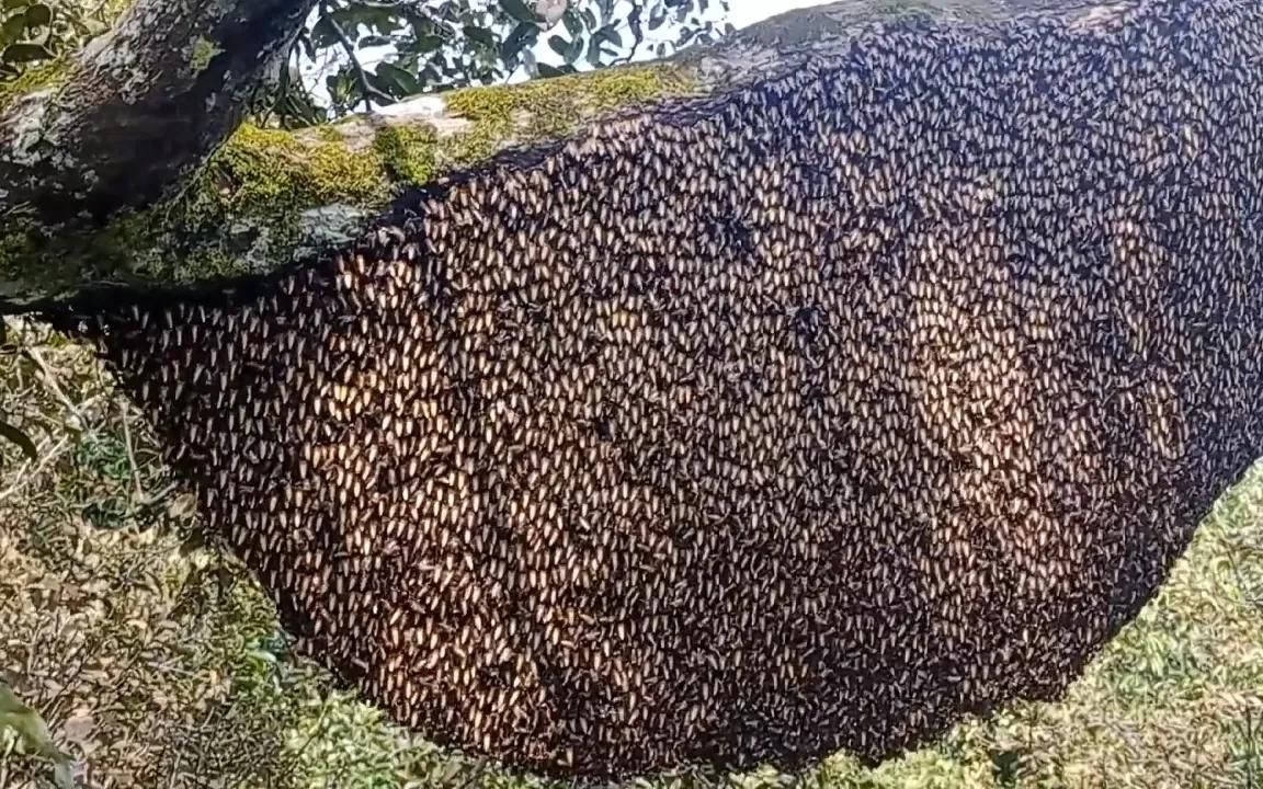 户外猎蜂人10月上山再次发现一窝大排蜂蜂巢哔哩哔哩bilibili