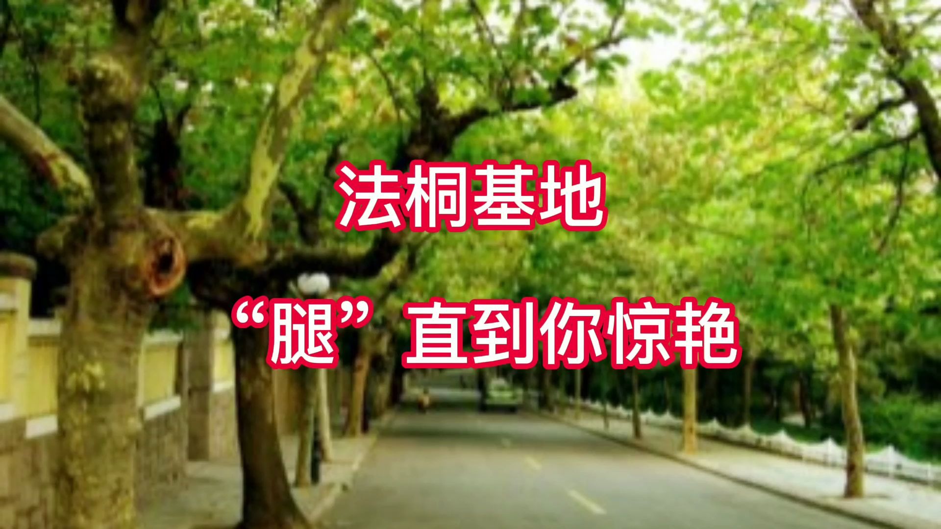 山东法桐苗圃生产种植基地在哪,如何找出“王者级”基地哔哩哔哩bilibili